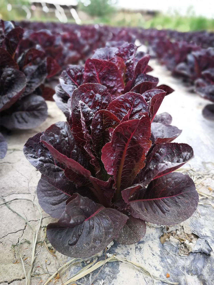 Purple Leaf Romaine Lettuce