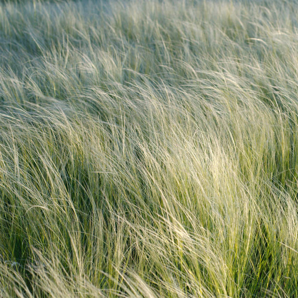 Mexican Feathergrass