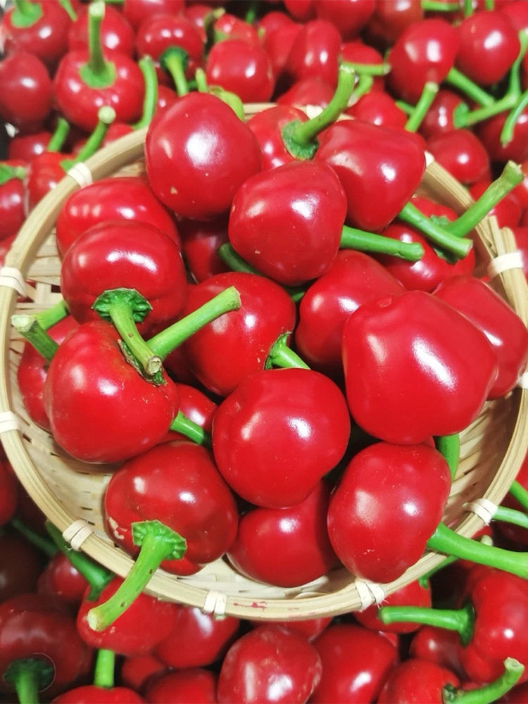 Jinjiao Hongtanzi Chili Pepper