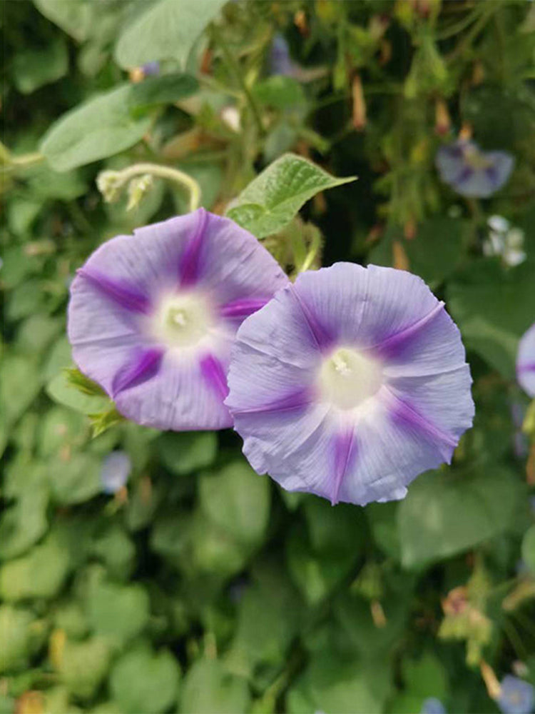 Hezhichun Morning Glory
