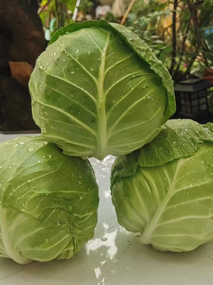 Iron Green 45 Cabbage