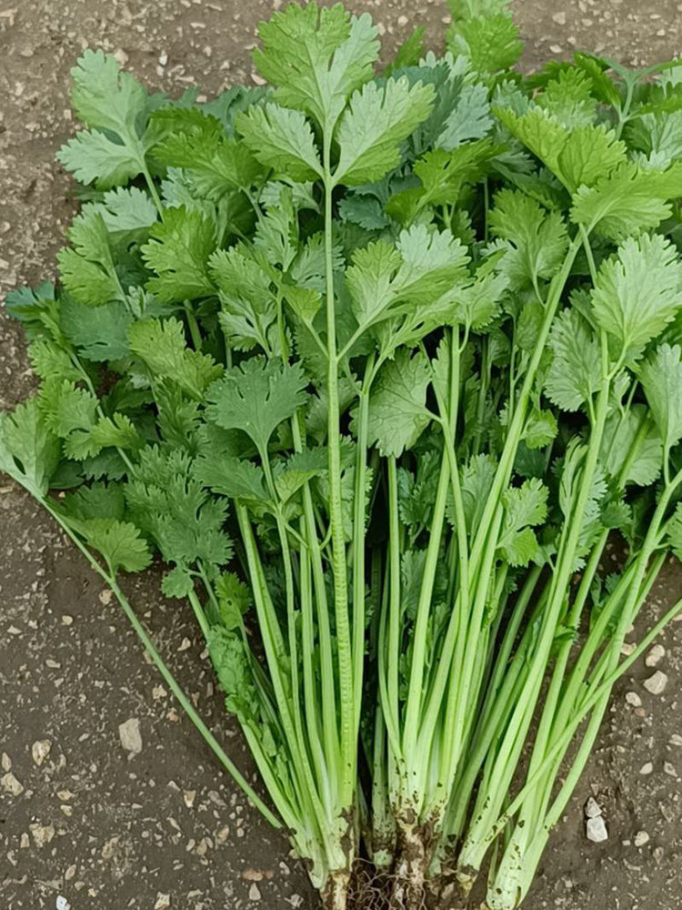 Yunxiang 369 Coriander