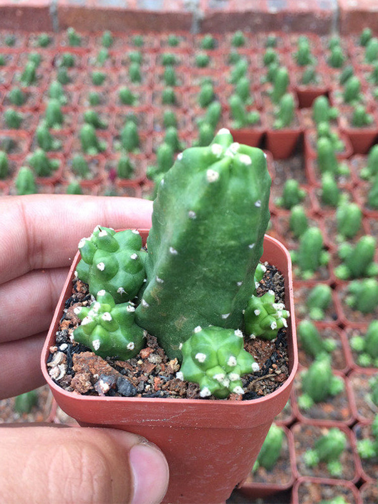 Echinocereus pentalophus cv 'Momotaro'