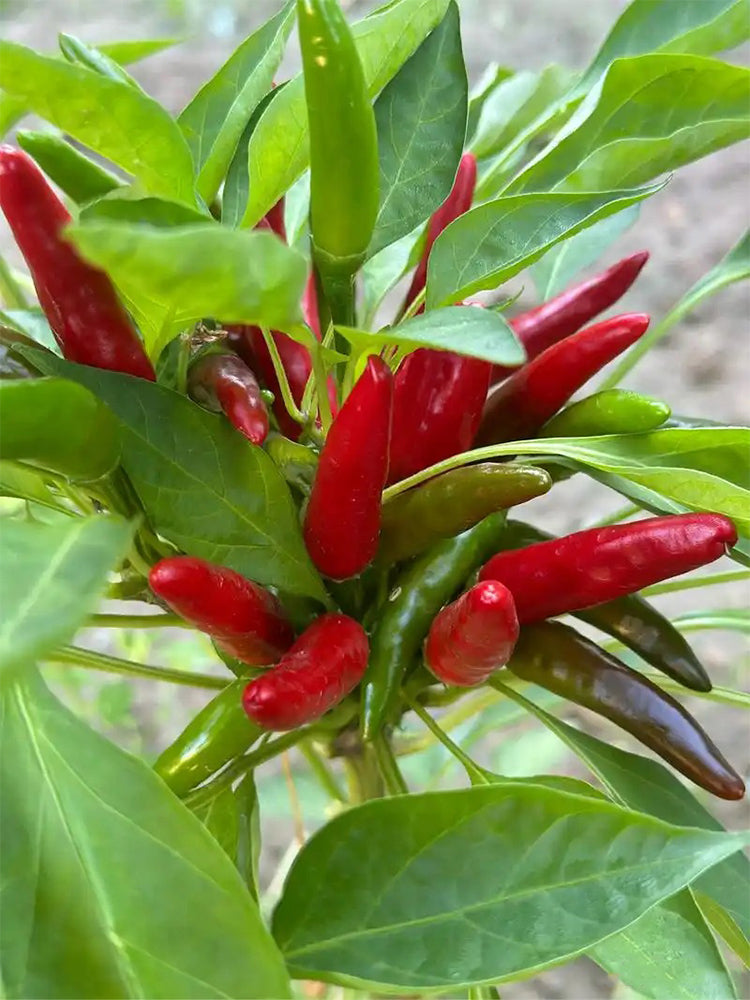 Tasty Upward-Growing Chili Peppers