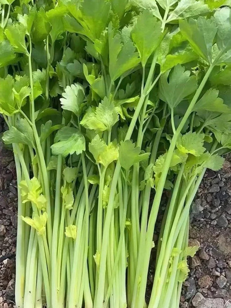 Four Seasons Fragrant Celery