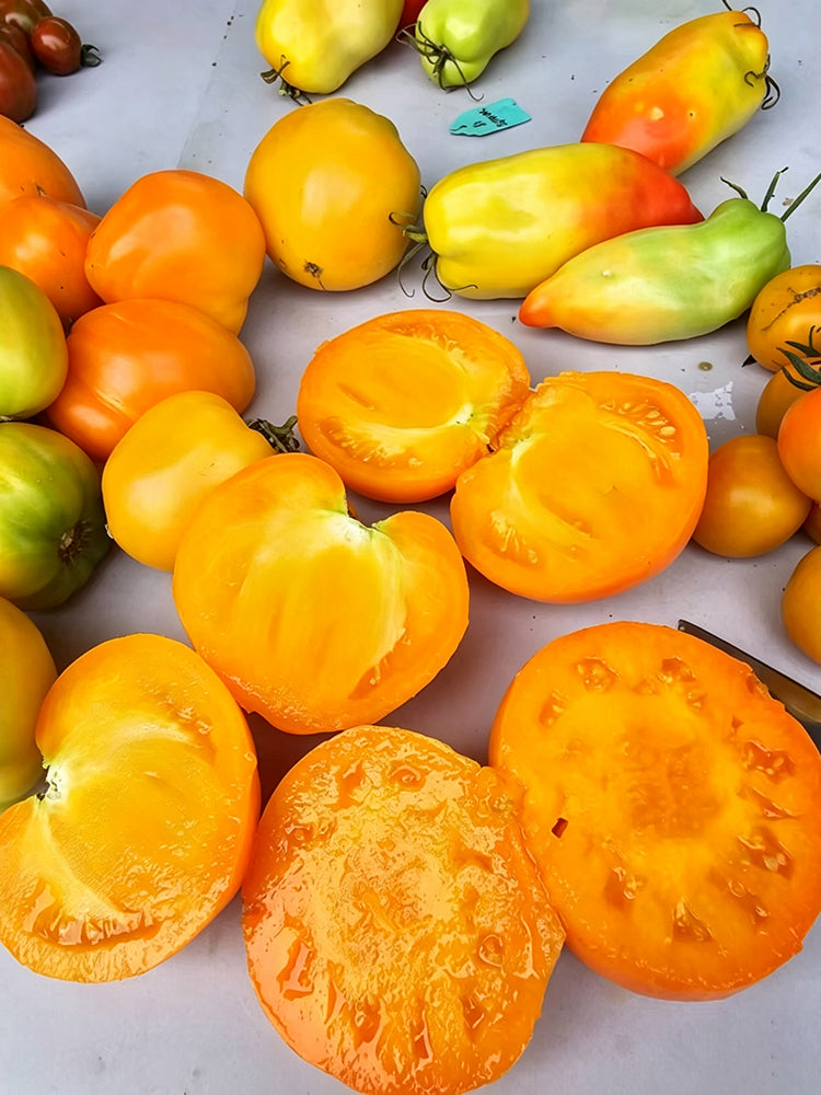 883 Golden Fashionista Tomato