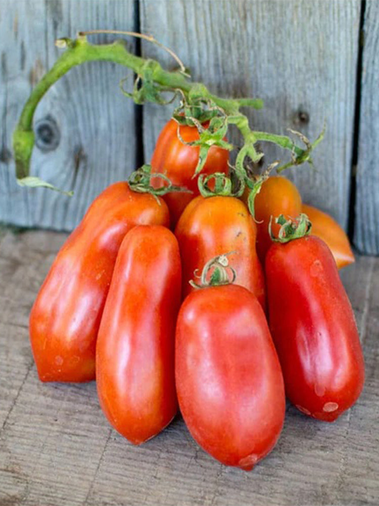 Ten Fingers of Naples Tomato