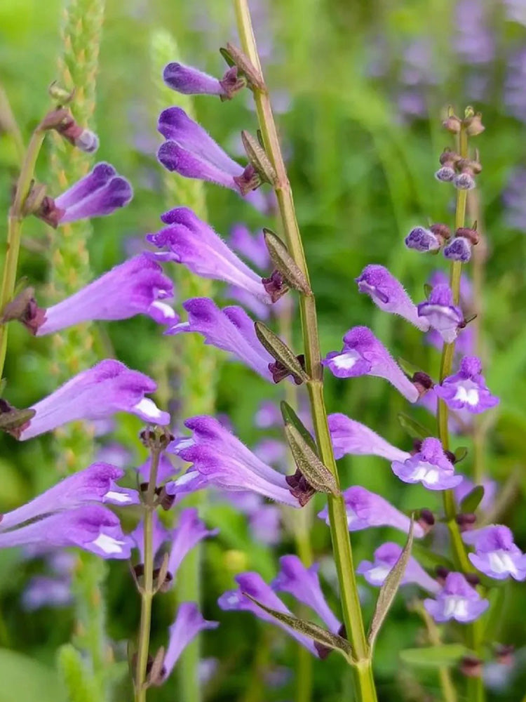 Barbed Skullcap