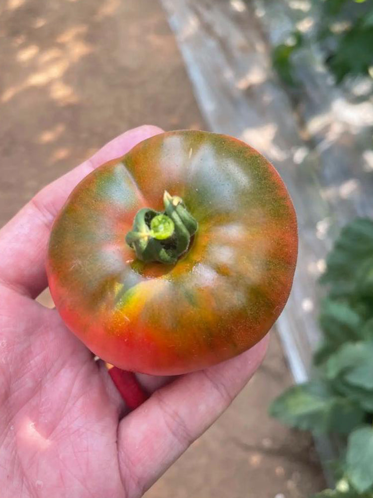 Super Sweet Sandy Strawberry Tomato