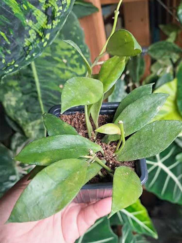 Hoya walliniana Unrooted Stem Cuttings