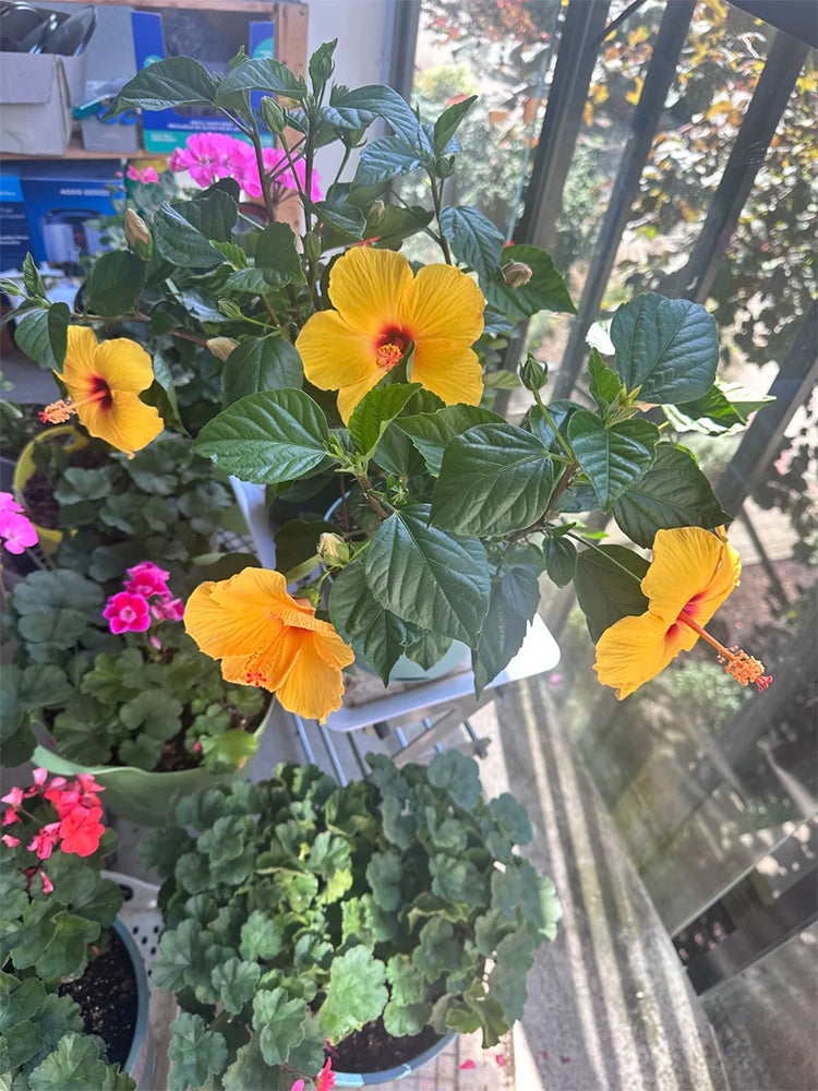 Pale Yellow Hibiscus