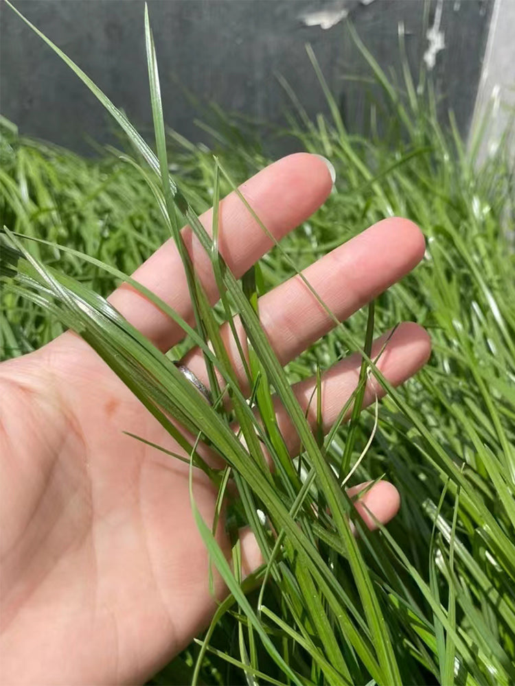 Green Joy Perennial Ryegrass