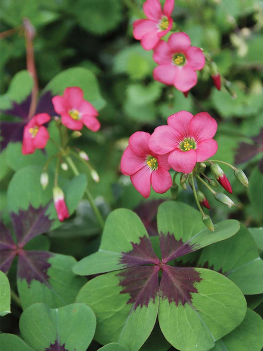 Oxalis tetraphylla 'Iron Cross'