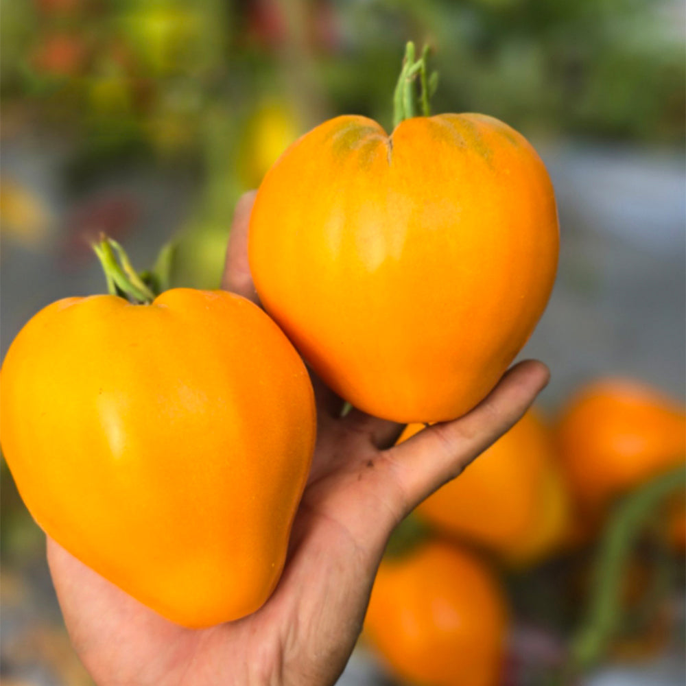 681 Kezula 100 Tomato