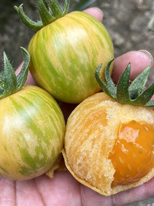 Sandy-Fleshed Cherry Tomato