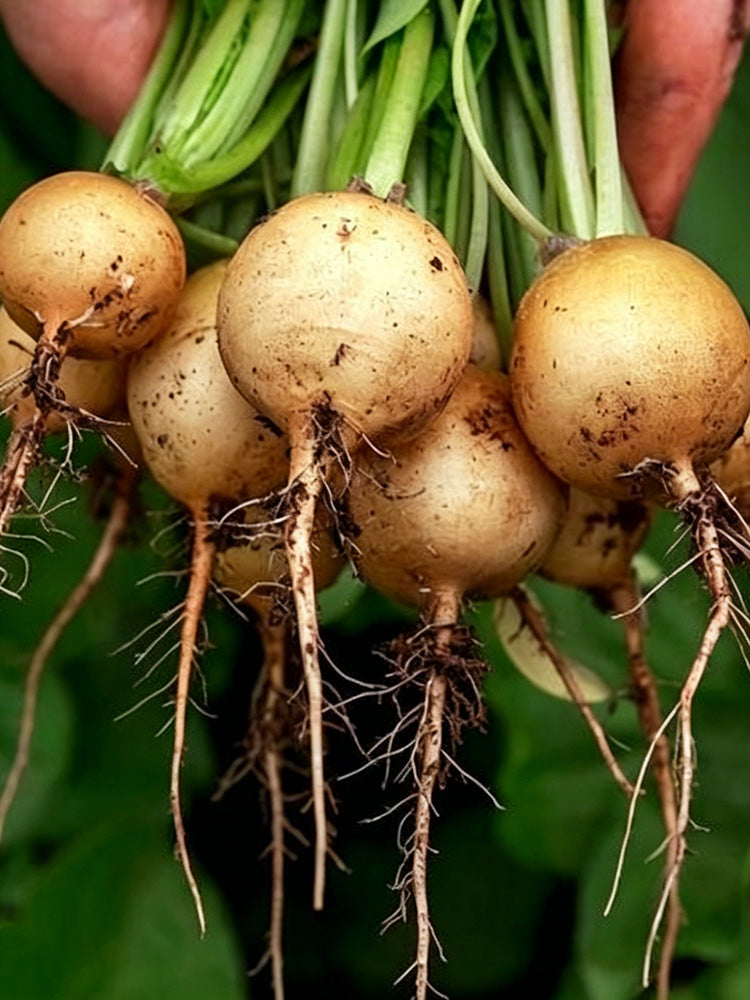 Yellow Cherry Radish