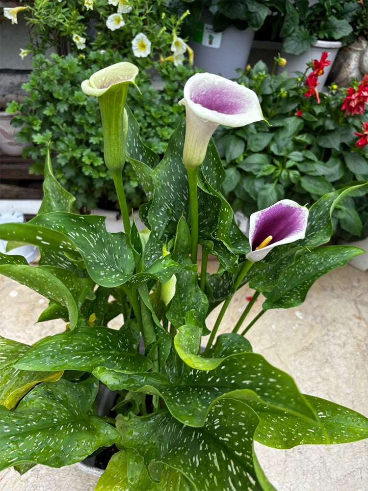'Picasso' Calla Lily