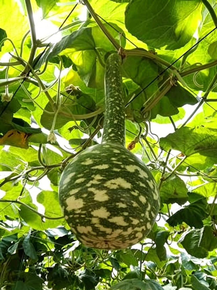Swan Gourd