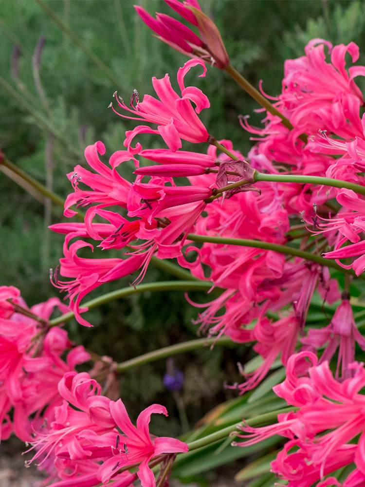 Pink Lycoris sprengeri
