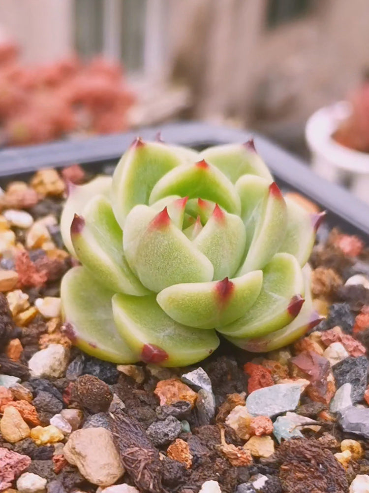 Echeveria Agavoides 'Blue Dragon'