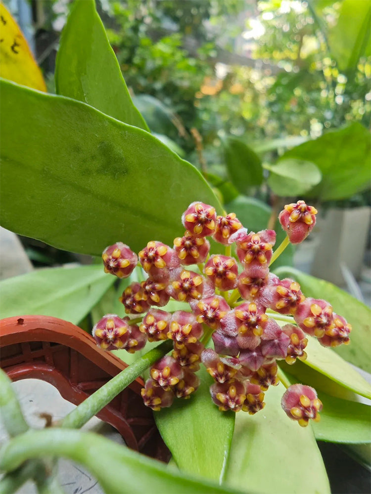 Hoya inconspicua Unrooted Stem Cuttings
