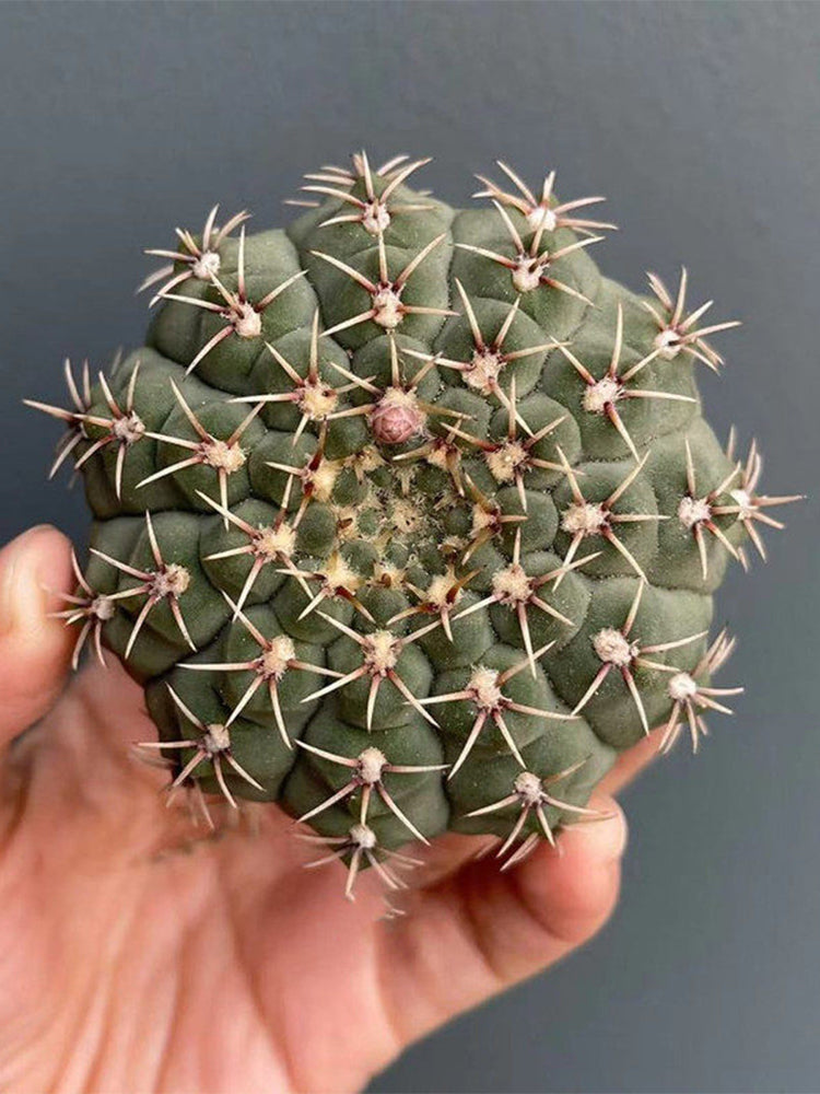 Gymnocalycium quehlianum