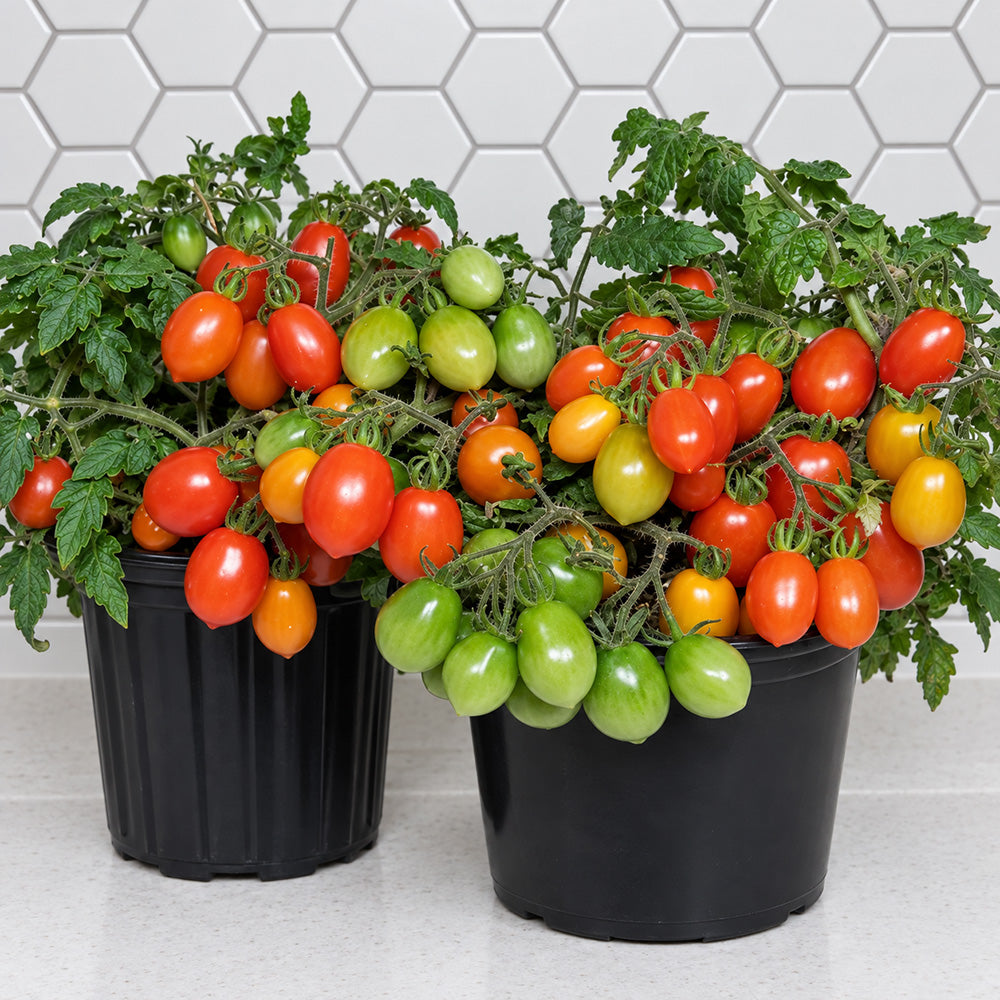 444 Hardin's Miniature Tomato