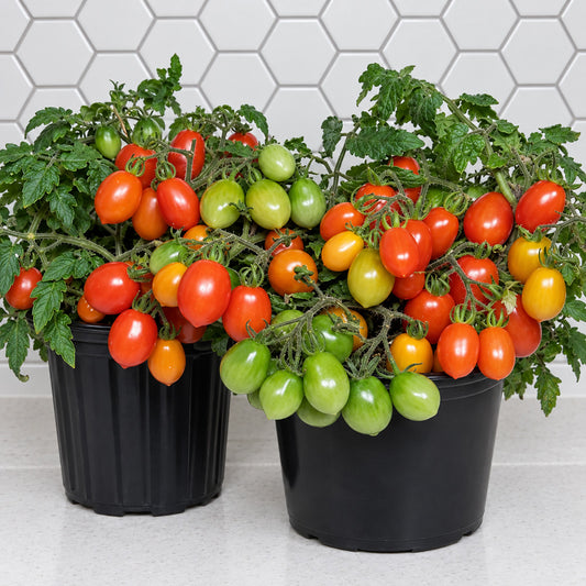444 Hardin's Miniature Tomato