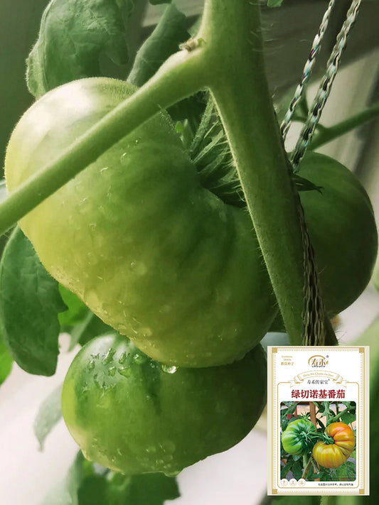 Cherokee Green Tomato