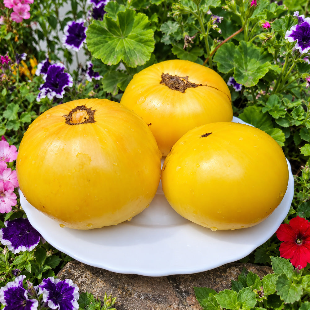 327 Dwarf Idaho Gem Tomato
