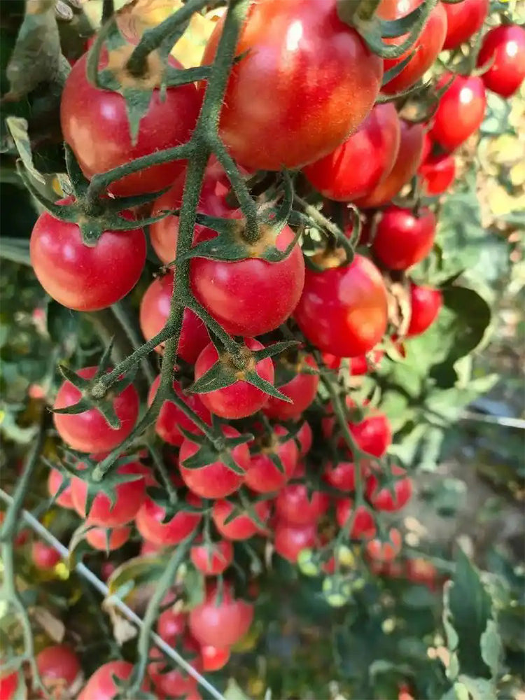 'Red Millennium' Cherry Tomatoes