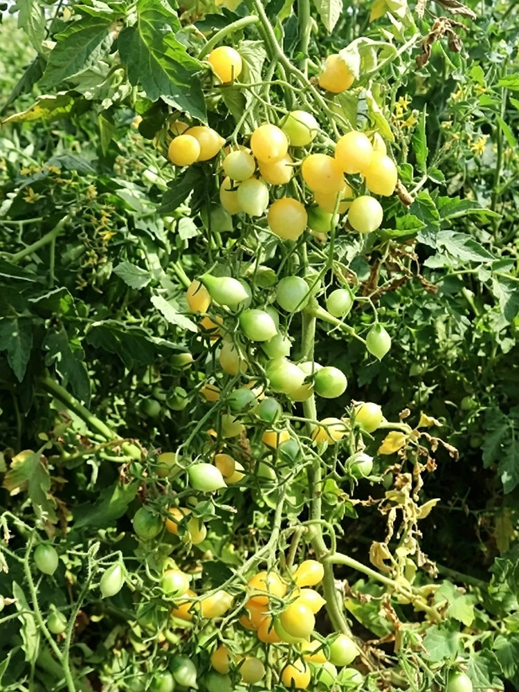 Crazy Barry Cherry Tomato