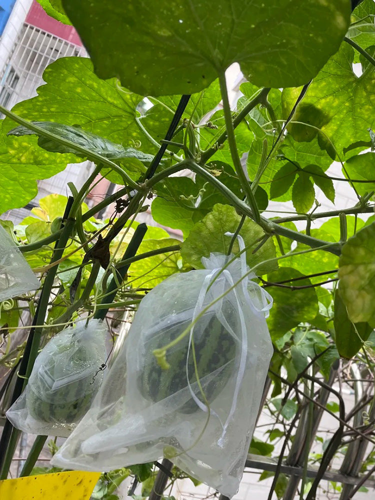 Bingtangzi High-Sugar Melon