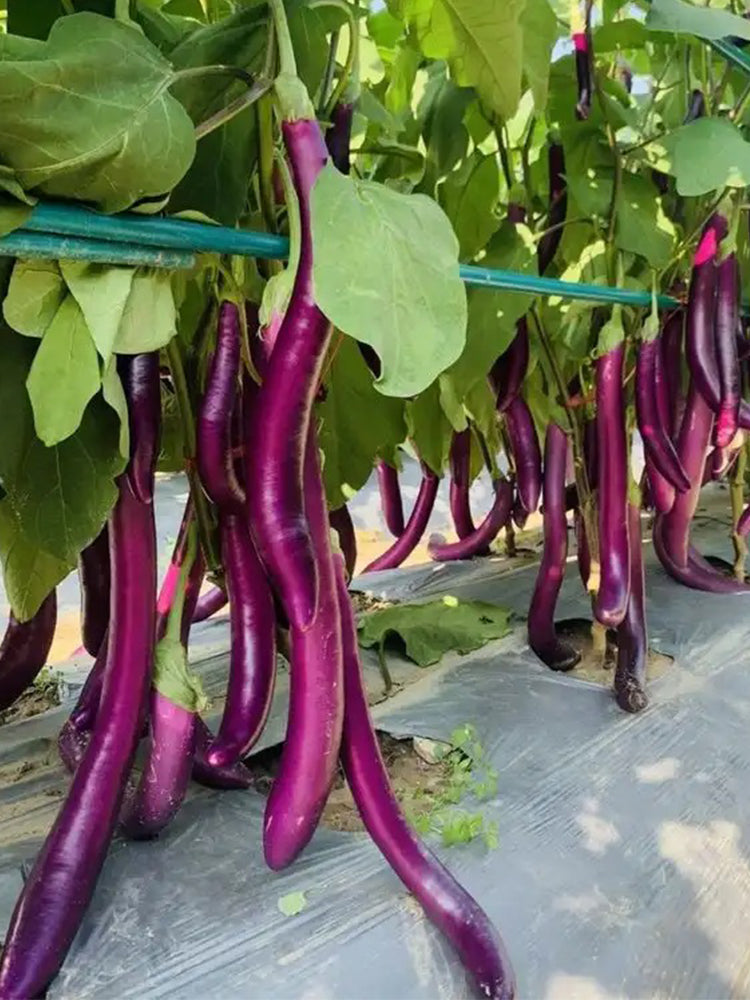 'Xianfeng' Eggplant