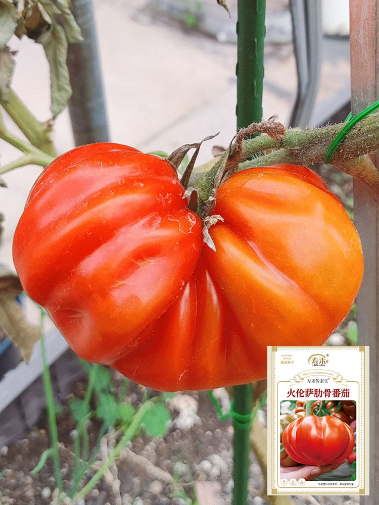 'Firenza' Ribbed Tomato