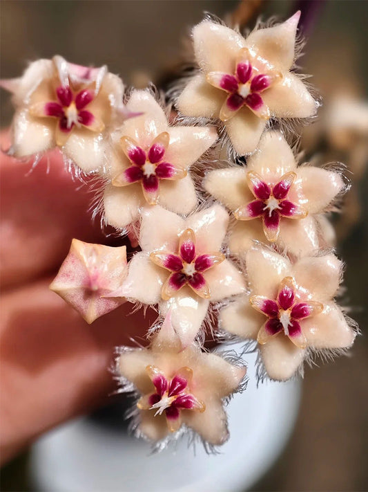 Hoya caudata Unrooted Stem Cuttings