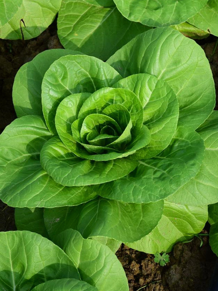 'Hefeng' Dwarf Bok Choy