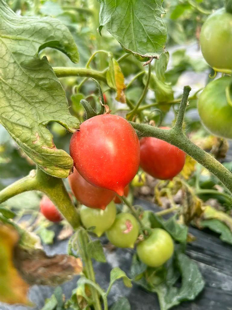 'Jingfan Fenxing No.2' Tomato