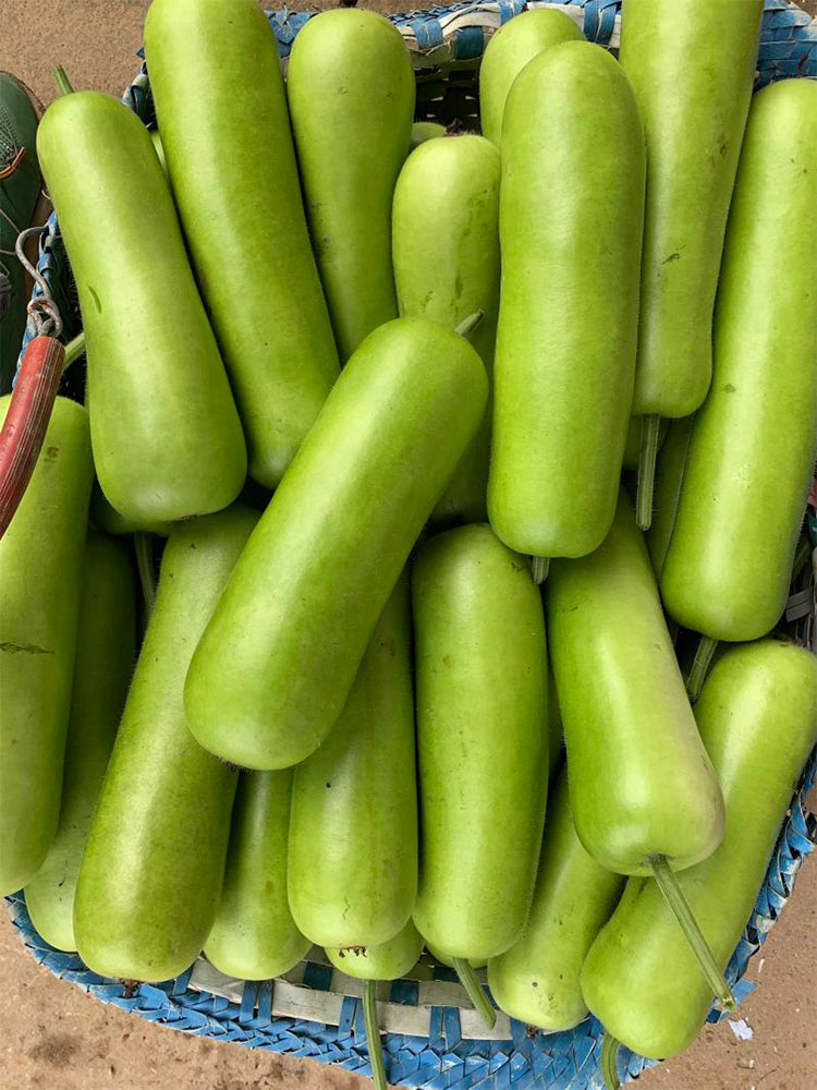 Guangpu 1701 Bottle Gourd