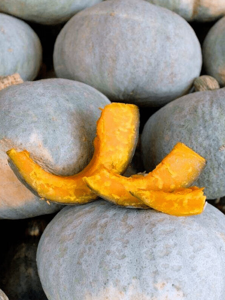 Silver Chestnut Pumpkin