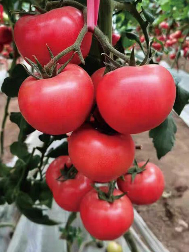 Kuwait No.4 Pink Tomato Hybrid Seeds