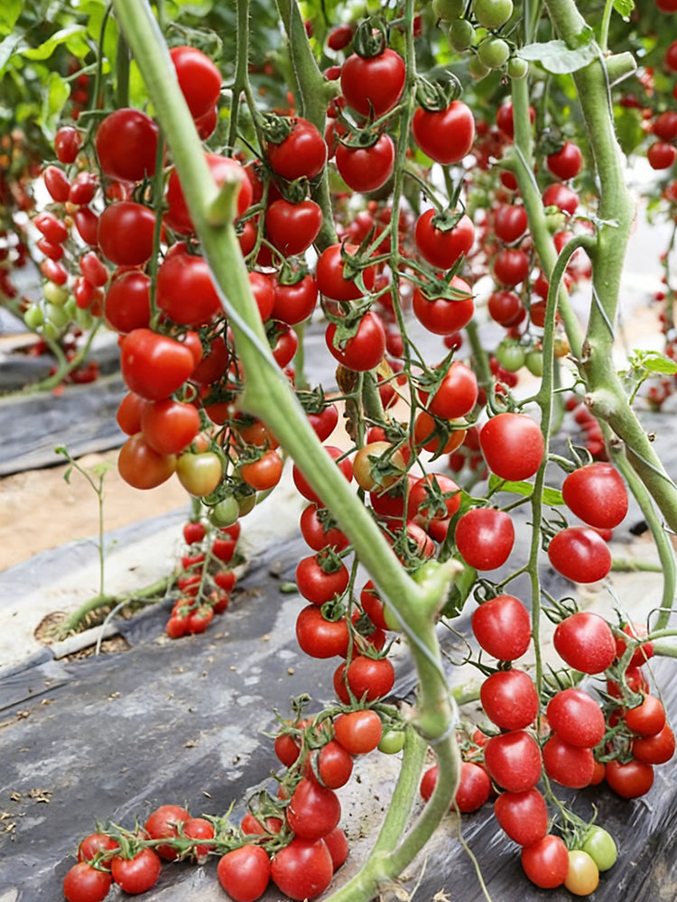 Pearl Falls Tomato