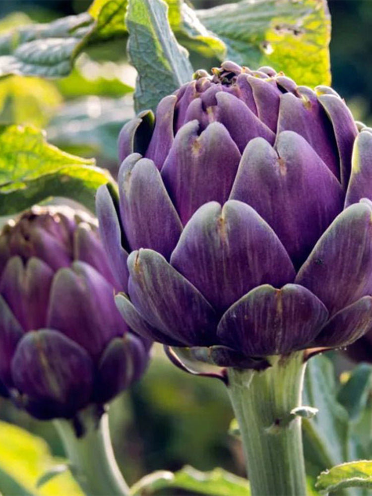 Purple Artichoke