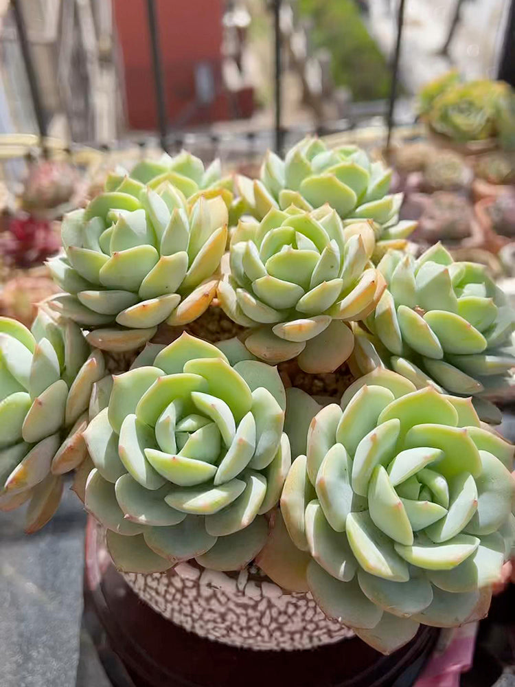 Echeveria cv. 'Love Song'