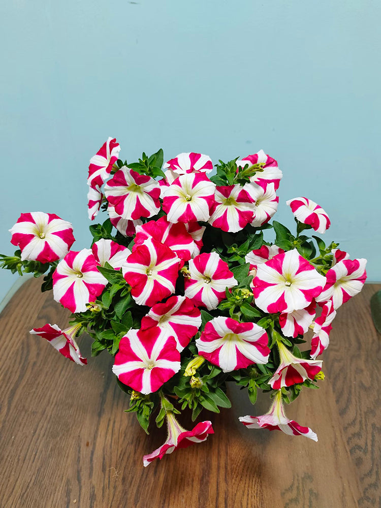 Red Star Hybrid Petunia