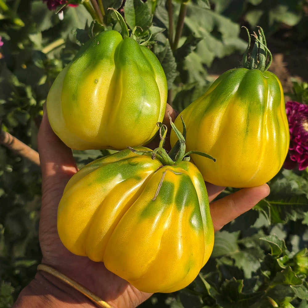 614 Tlacolula White Tomato