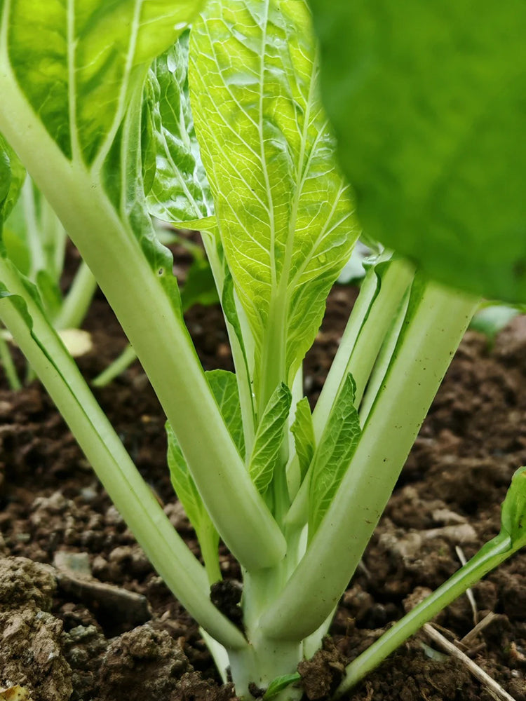 Jiemei Pak Choi Flowering Stem