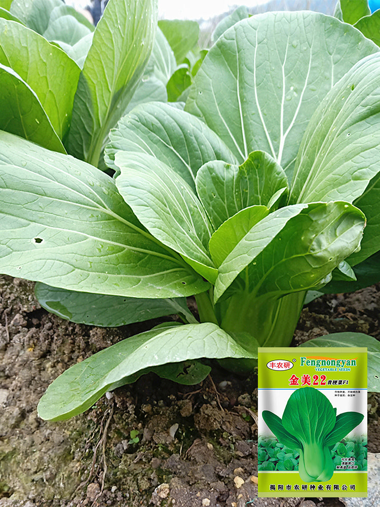 'Jinmei 22' Pak Choi