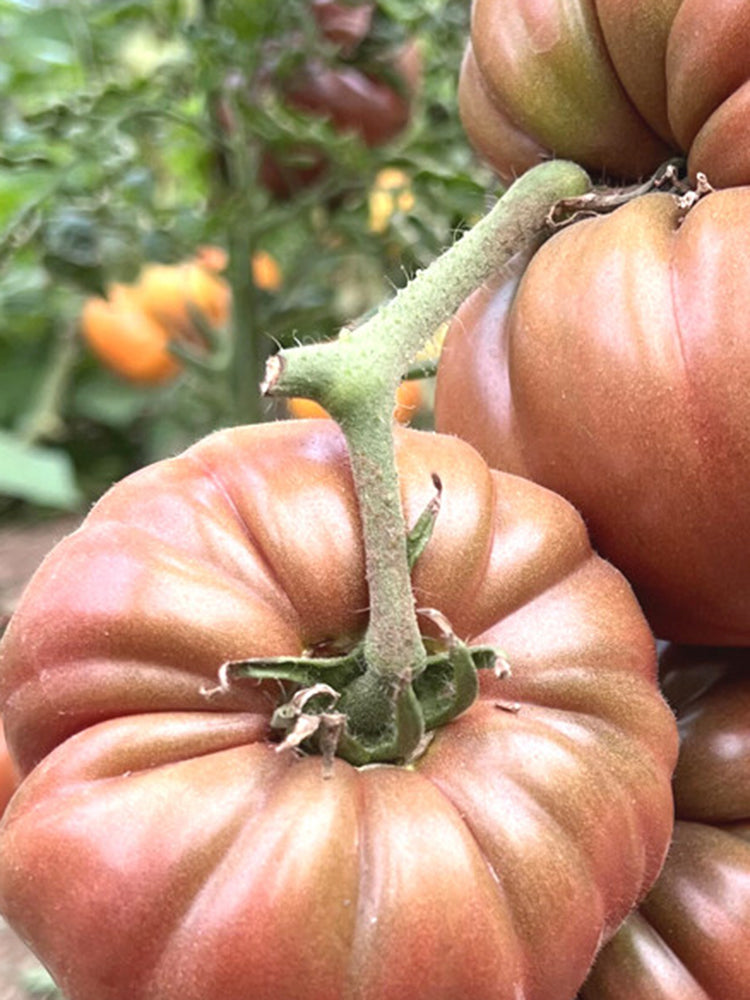 Black Steak Tomato