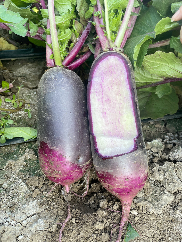 Rock Sugar Heart Purple Skin Fruit Radish